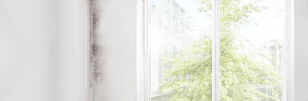Environmental Consulting for Mold Prevention in Deland Southwest, FL