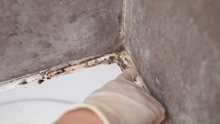 Best Water Damage & Mold Remediation  in Deland Southwest, FL
